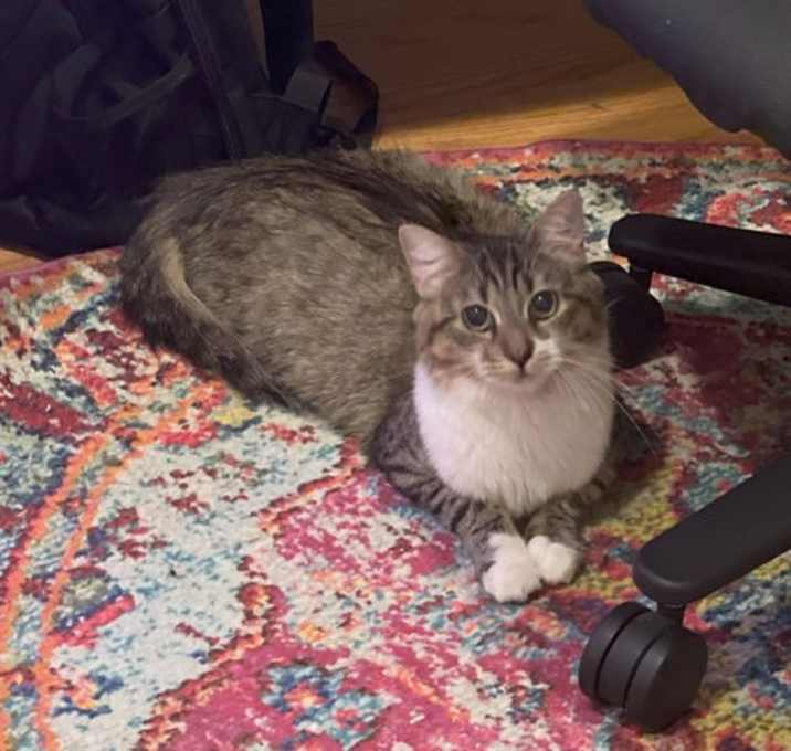 Photo of Basil