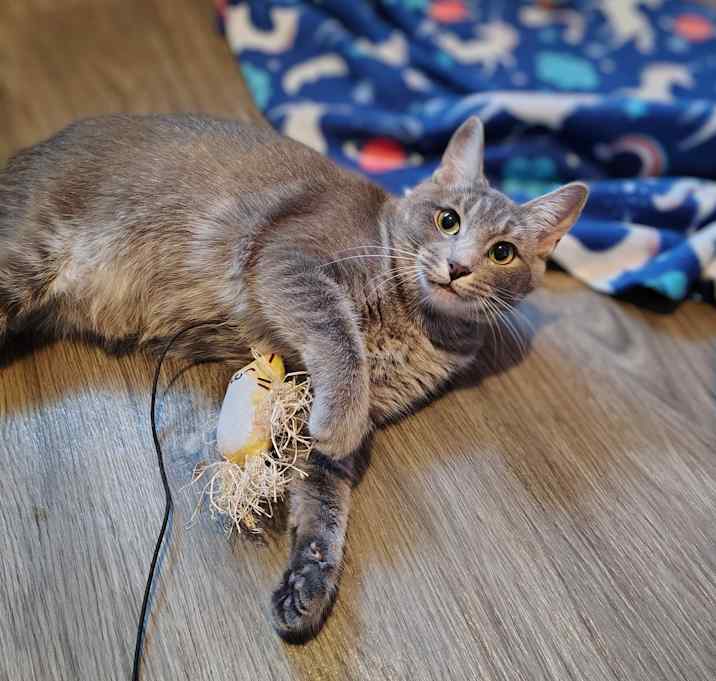 Photo of Tulip