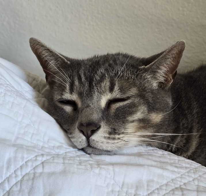 Photo of Cat