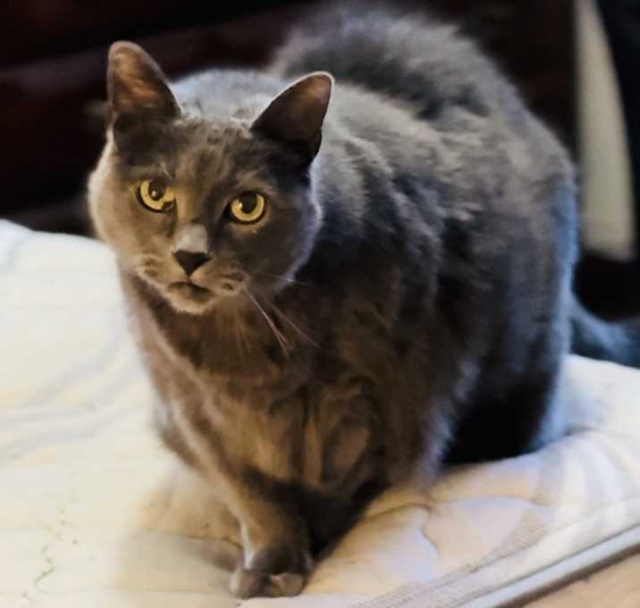 Photo of Smokey