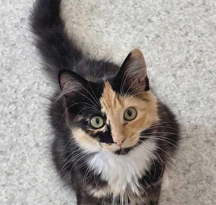 Photo of Pixie