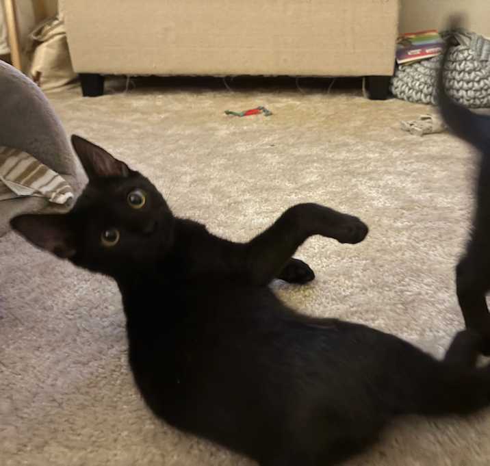 Photo of Rocket