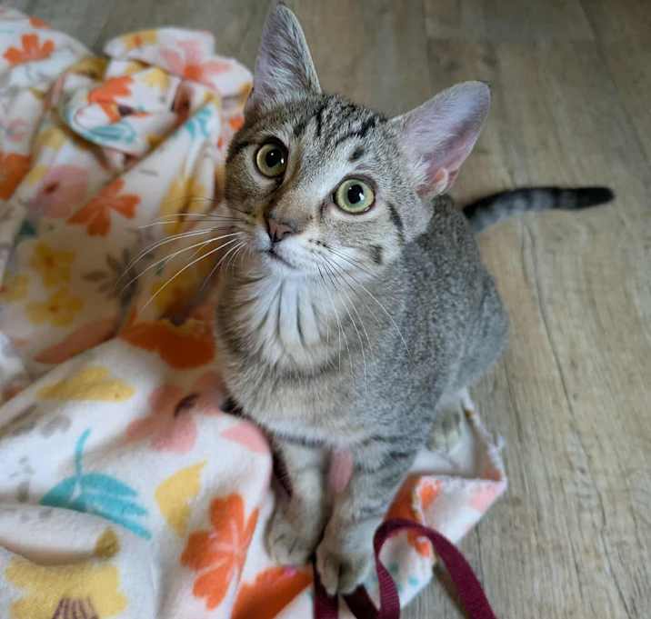Photo of Sage