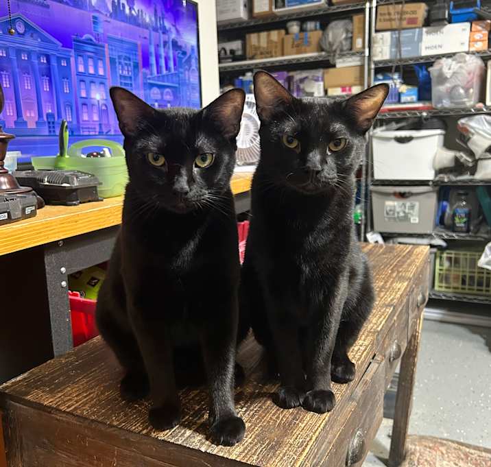 Photo of Mavis & Marceline