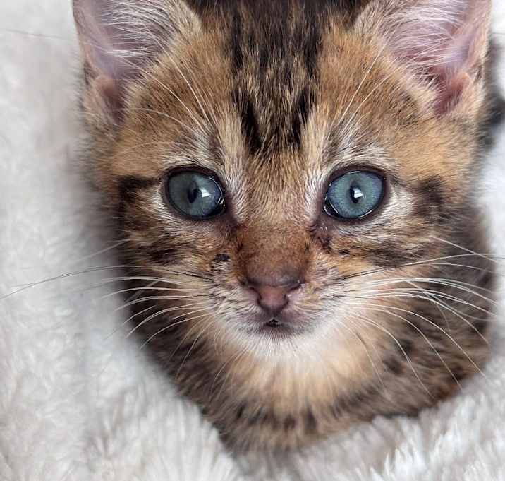 Photo of Mochi