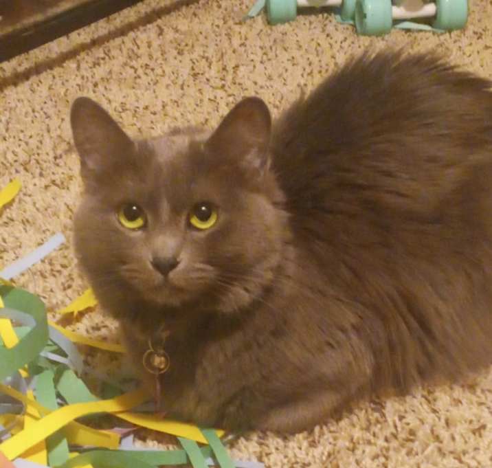 Photo of Fluffy