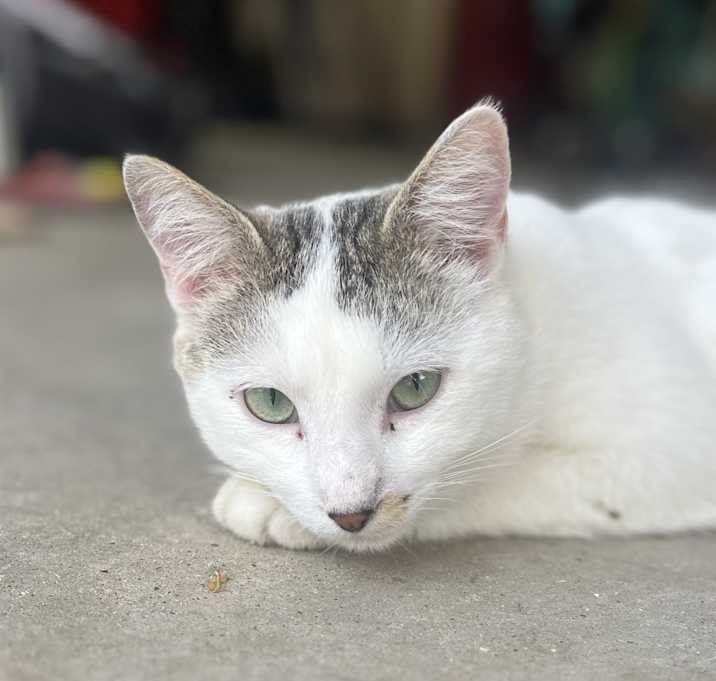 Photo of Bandit