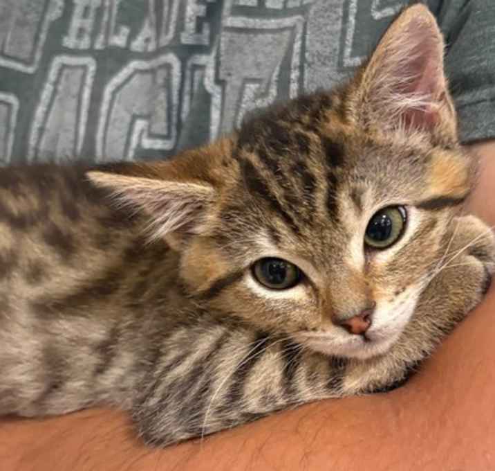 Photo of Mochi