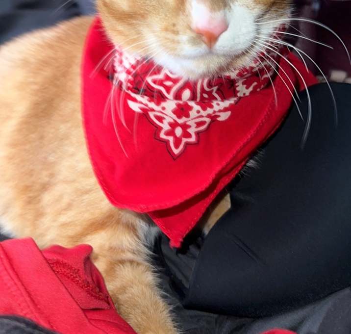 Photo of Sox