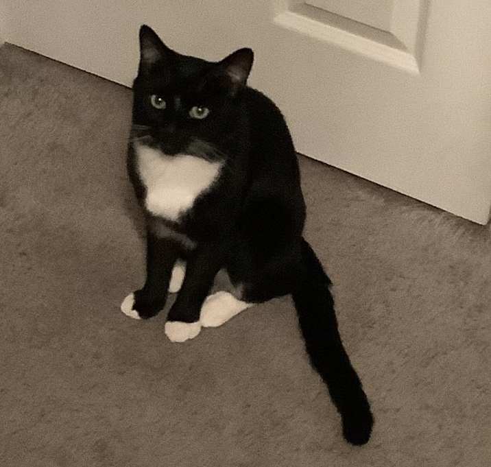 Photo of Mittens