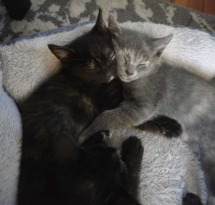 Photo of Kittens