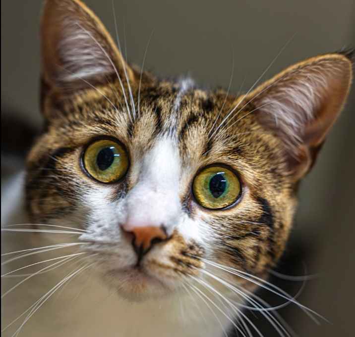 Photo of Purricane Kitty