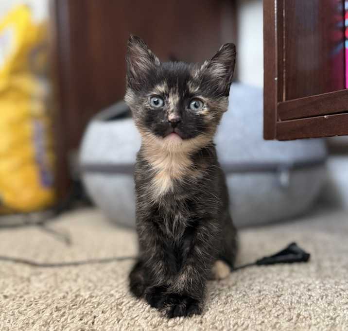 Photo of Pixie