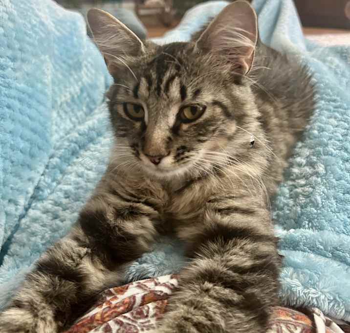 Photo of Misty