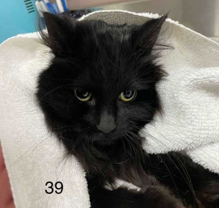 Photo of Hollyleaf
