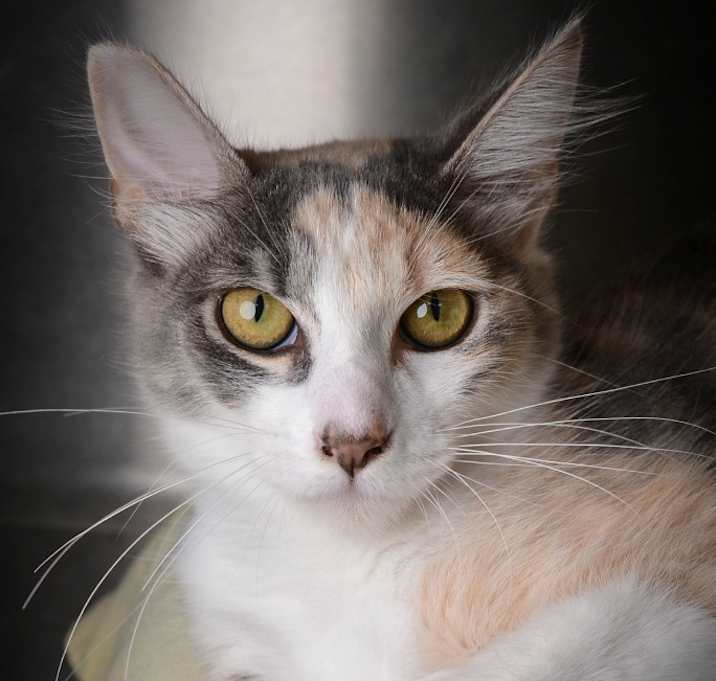 Photo of Lime