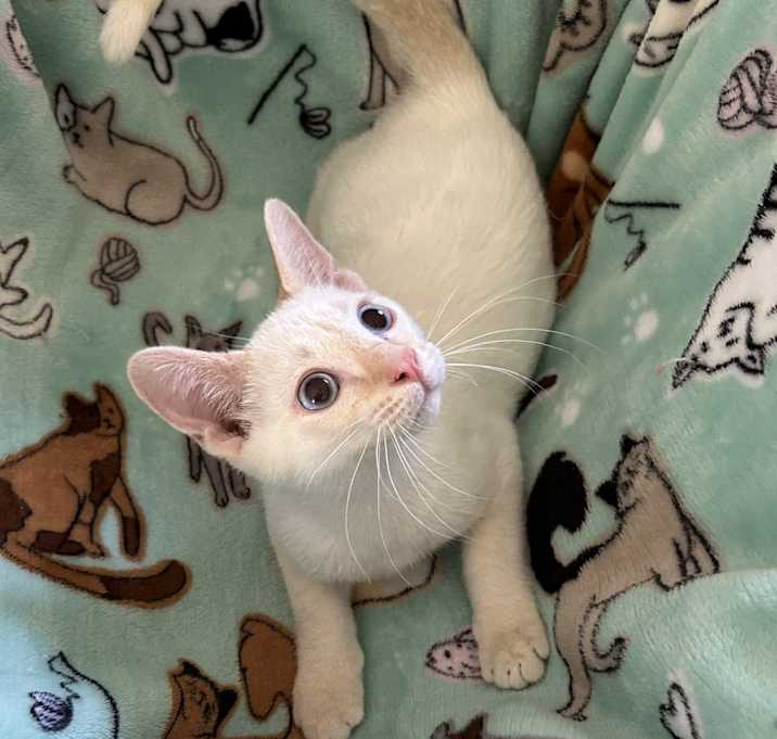 Photo of Kai