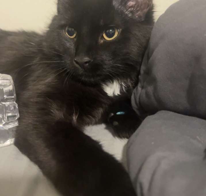 Photo of Binx