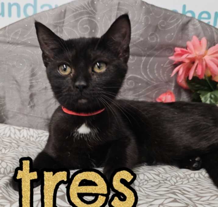 Photo of Tres