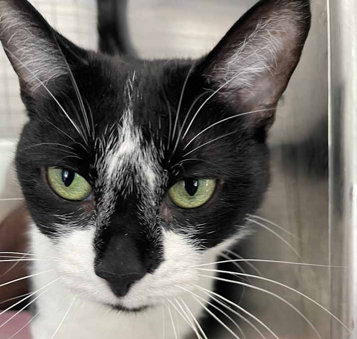 Photo of Oreo