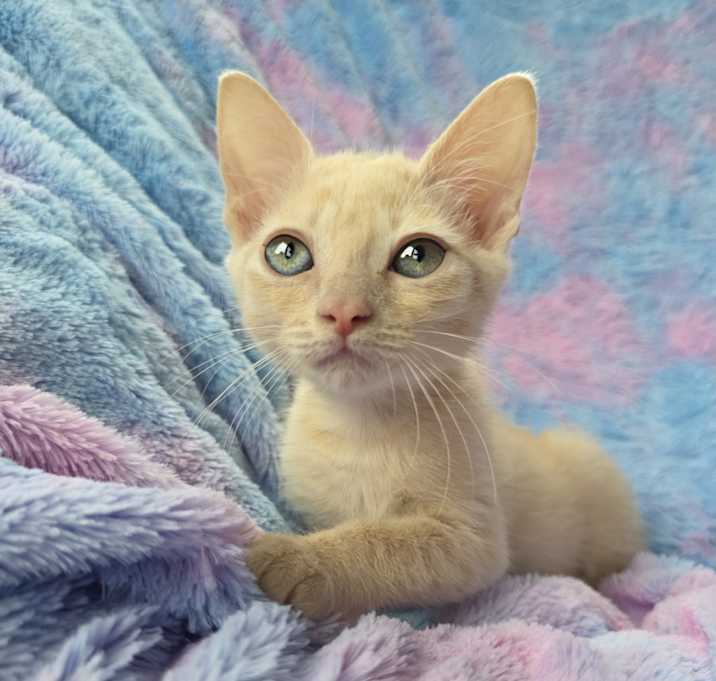 Photo of Melrose
