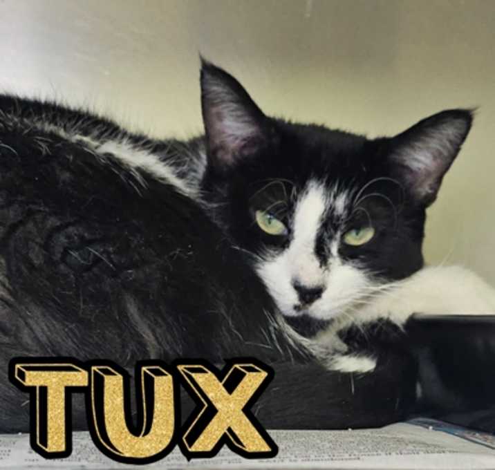 Photo of Tux