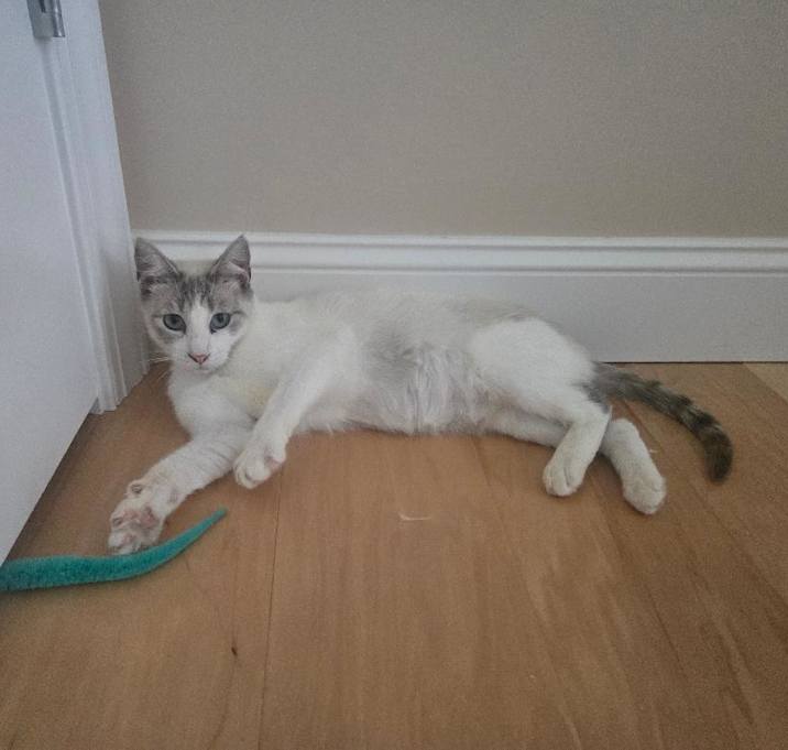 Photo of Gracie