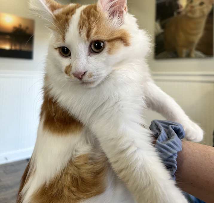 Photo of Fluff Jay