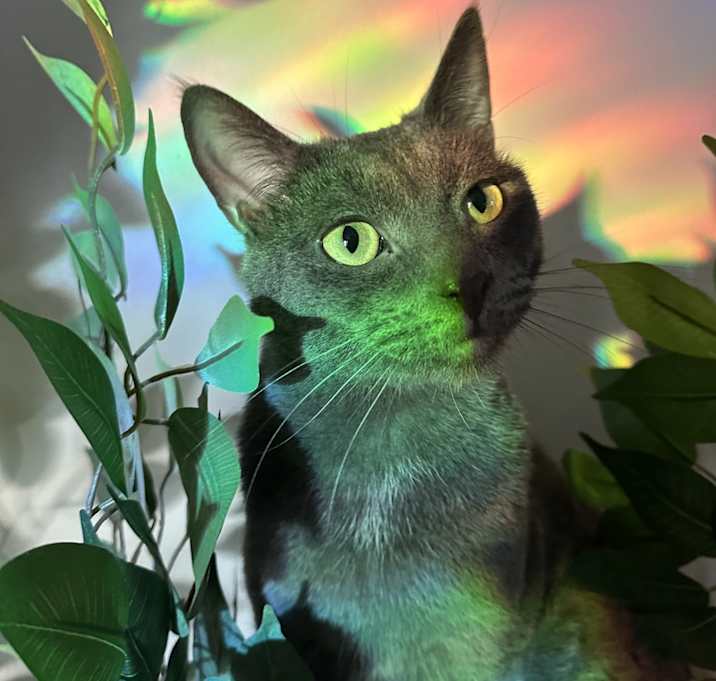 Photo of Bean