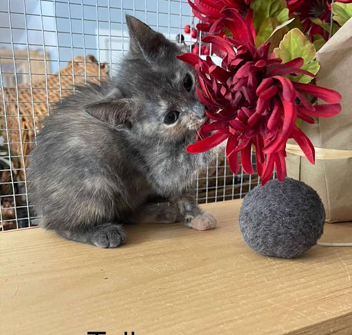 Photo of Tulip
