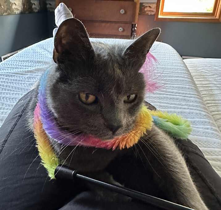 Photo of Mellow