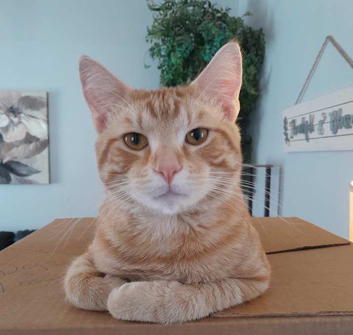 Photo of Theo