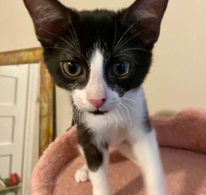 Photo of Benson (pre adopt)