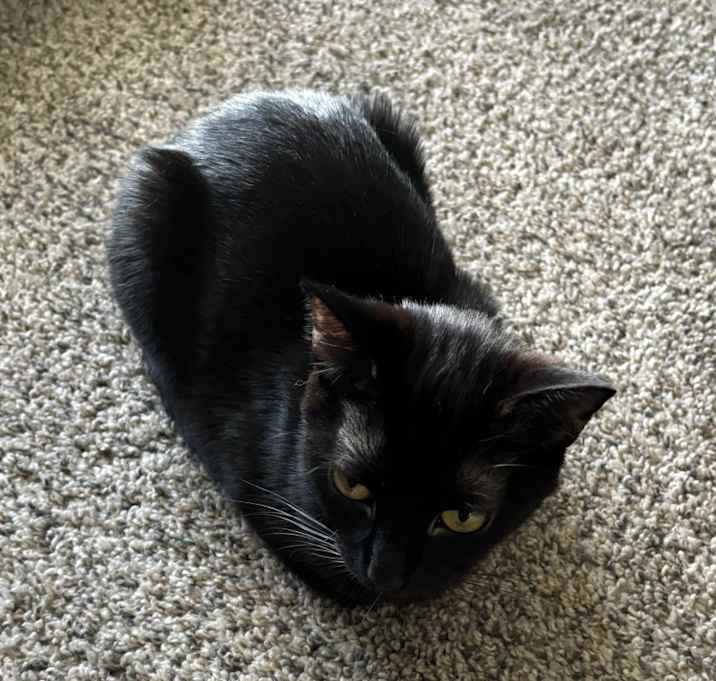 Photo of Luna