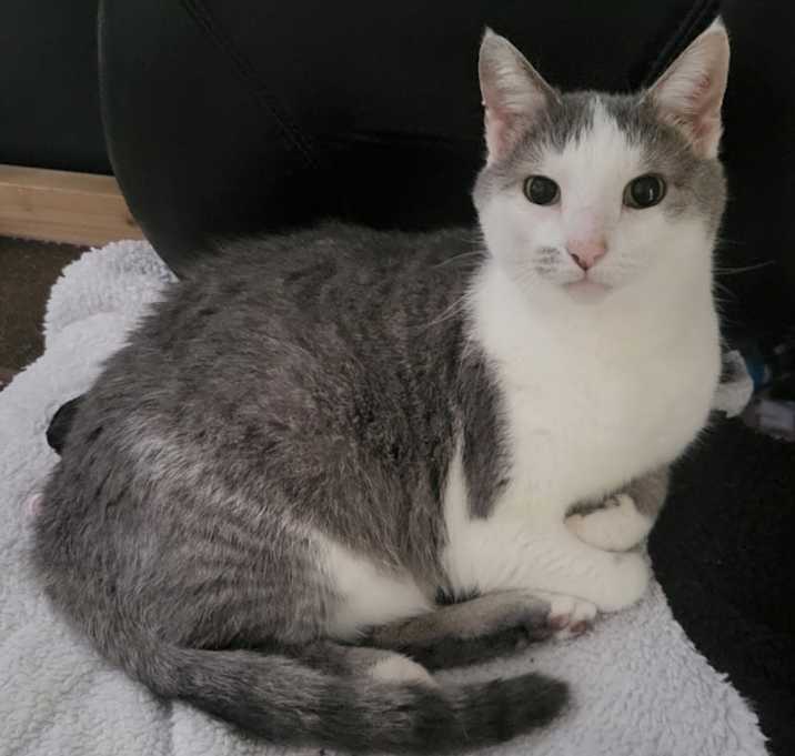Photo of Salem