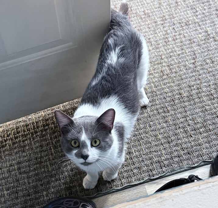 Photo of Grey