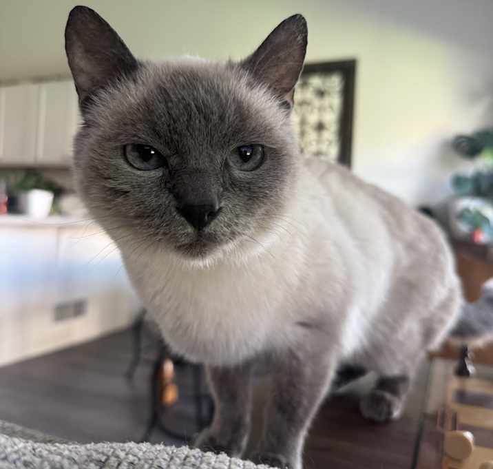 Photo of Nala