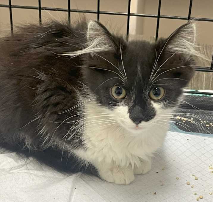 Photo of Oreo