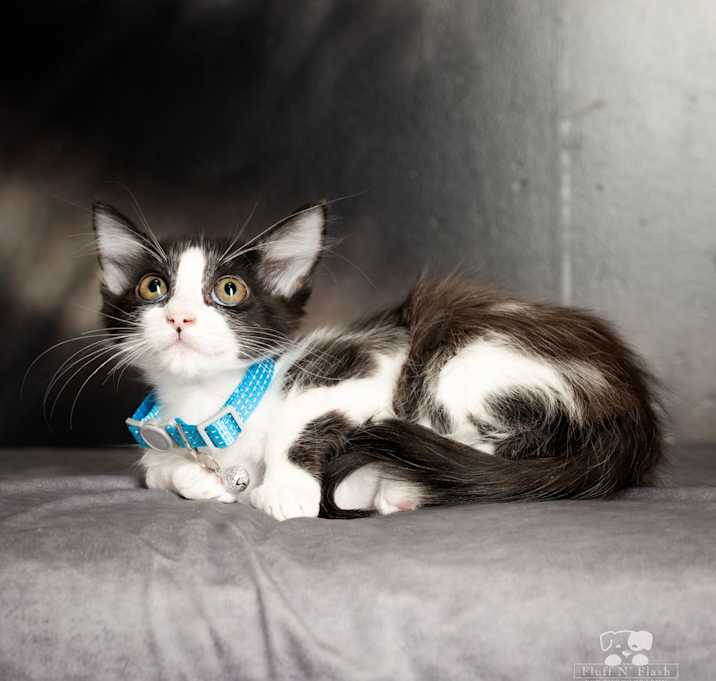 Photo of Truffle