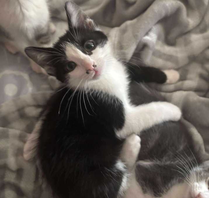 Photo of Sazuki