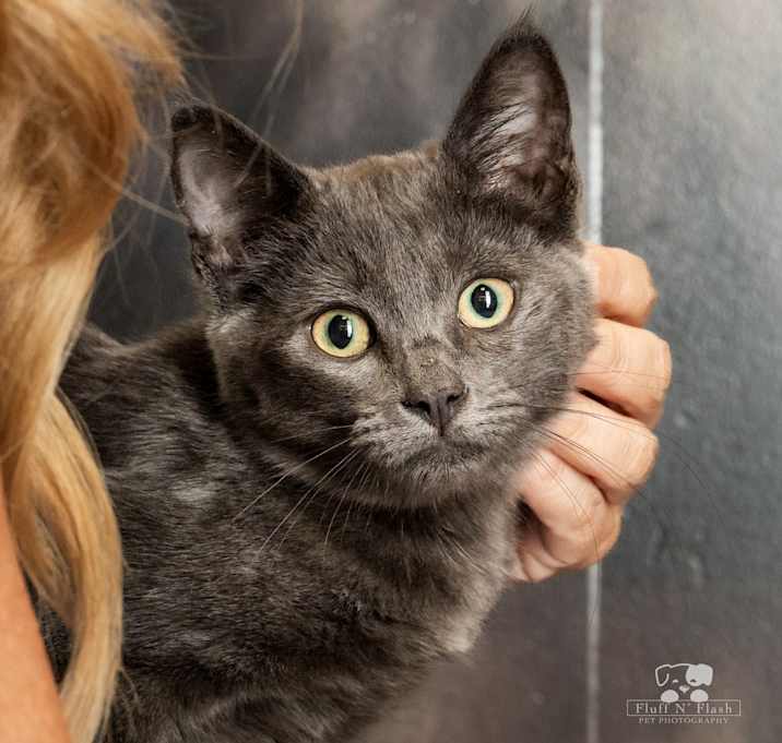 Photo of Cirrus