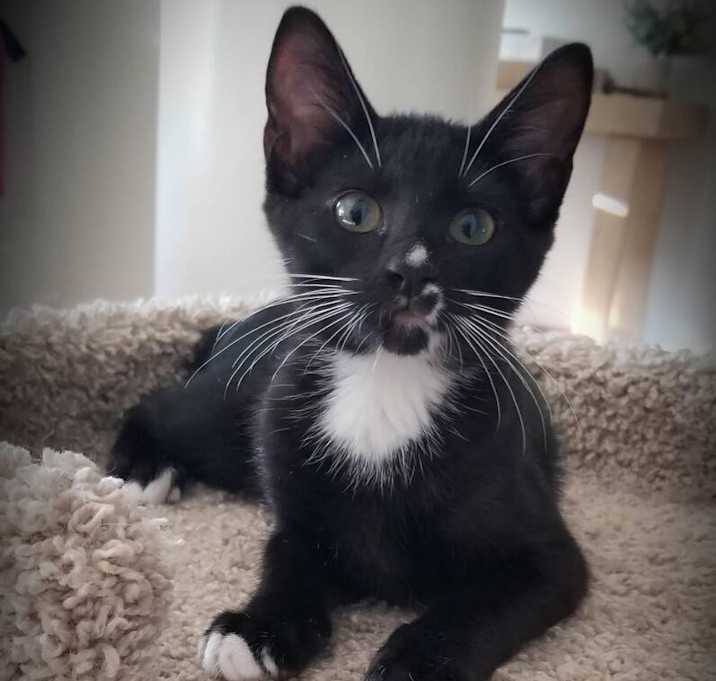 Photo of Kia