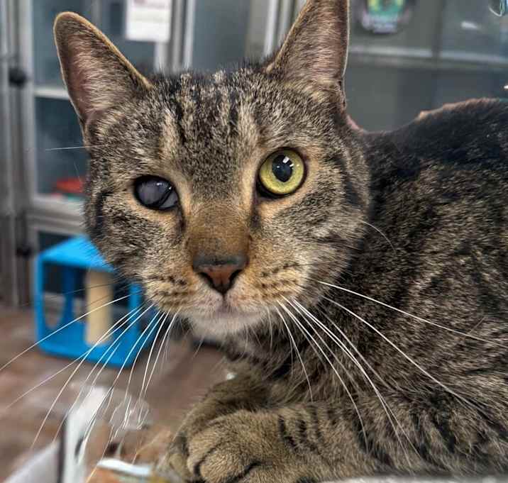 Photo of Houdini