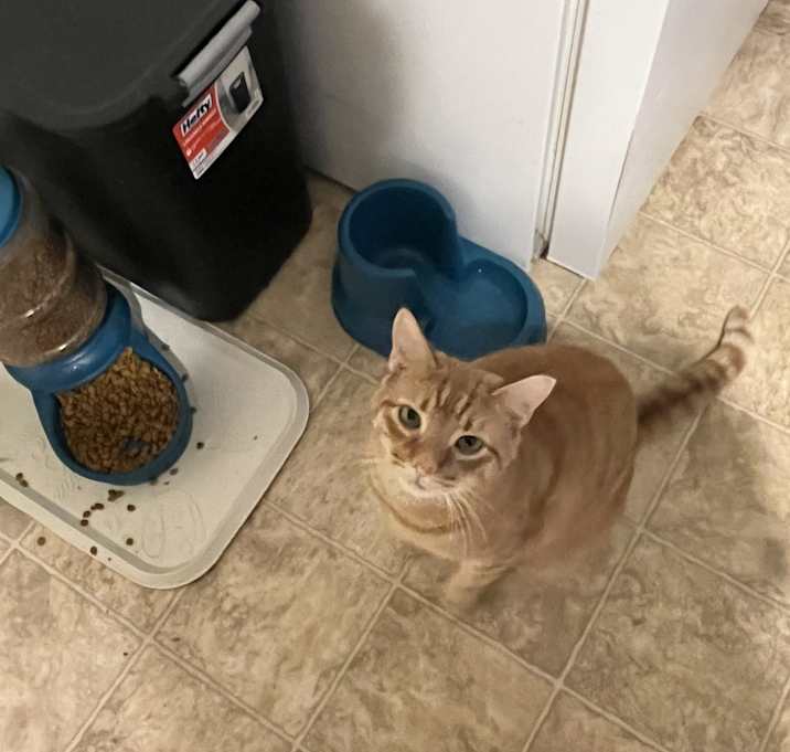 Photo of Karl the Kat