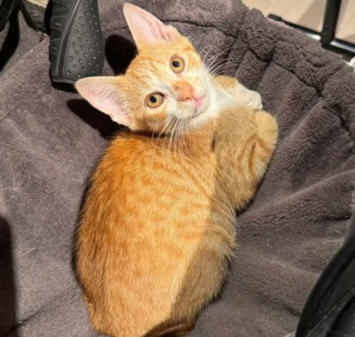 Photo of Sunkist