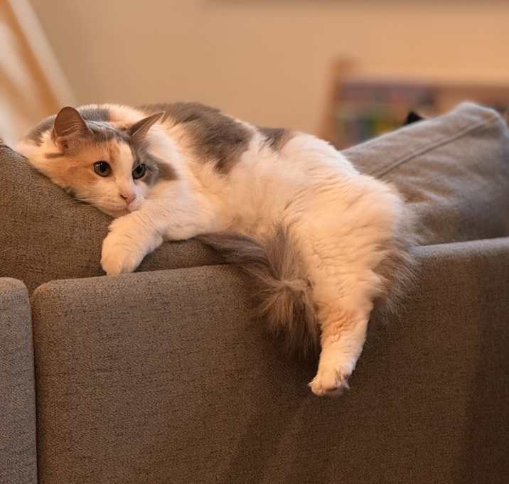 Photo of Luna