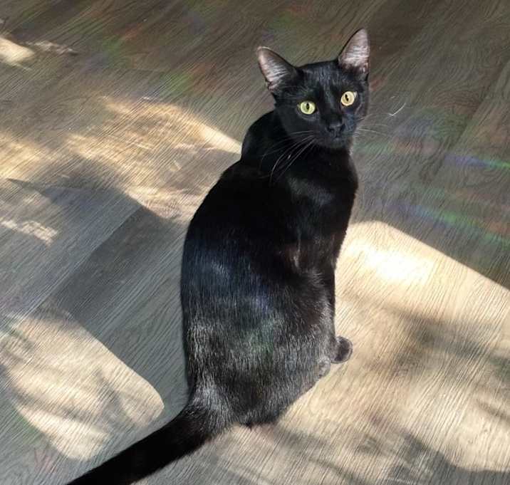 Photo of Starling