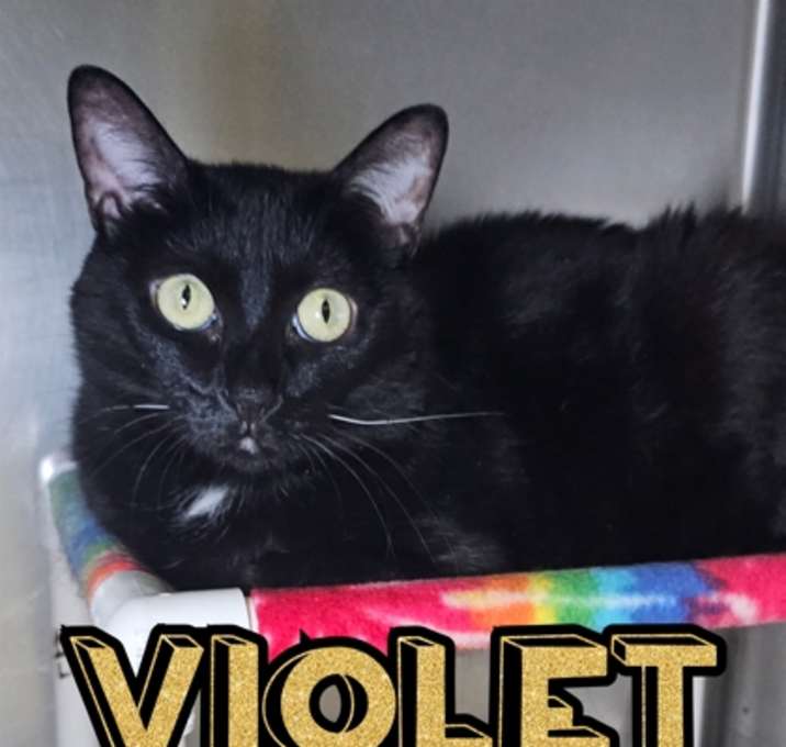 Photo of Violet