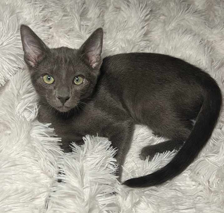 Photo of BH Boy Charlie