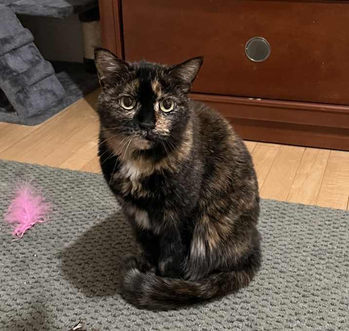 Photo of Stitch